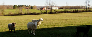  breed of the week: Border Leicester and last markets until spring - Solitude Wool