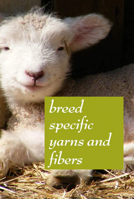  one week old white Romney lamb laying in the warm sun smiling with great satisfaction! Copy block says: breed specific yarns and fibers