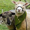romney button-up neck wrap pattern - Solitude Wool